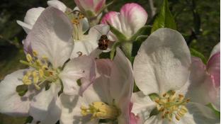 りんごの花とてんとう虫