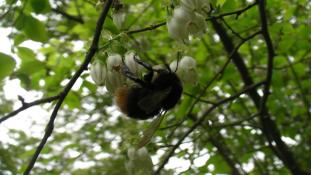 ブルーベリーとミツバチ