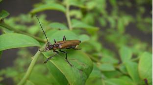 ブルーベリーとカミキリ虫