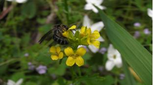 ブラックマスタードの花
