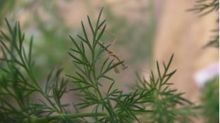 ディルとカマキリ