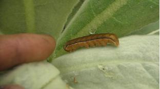 マリングレースよとう虫