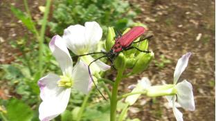 大根とカミキリ虫