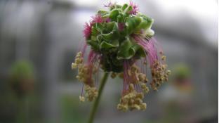 サラダバーネット花